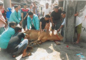 qurban sapi 2015